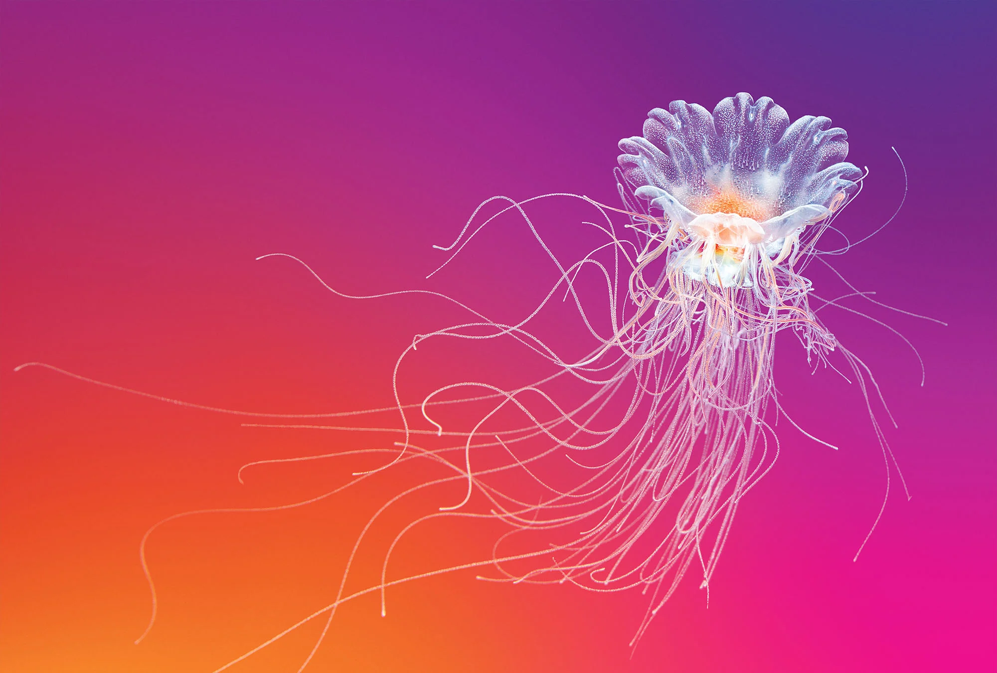 filtre_jellies3.jpg