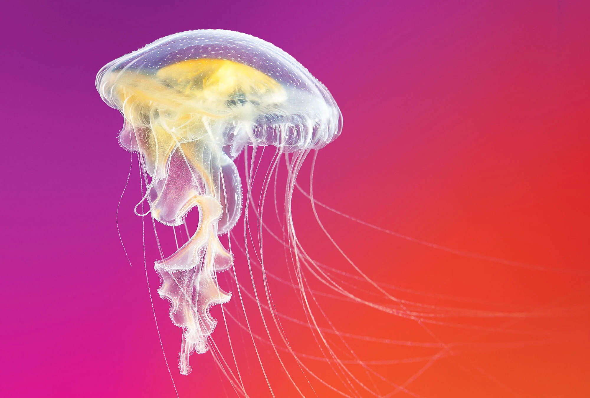 filtre_jellies2.jpg