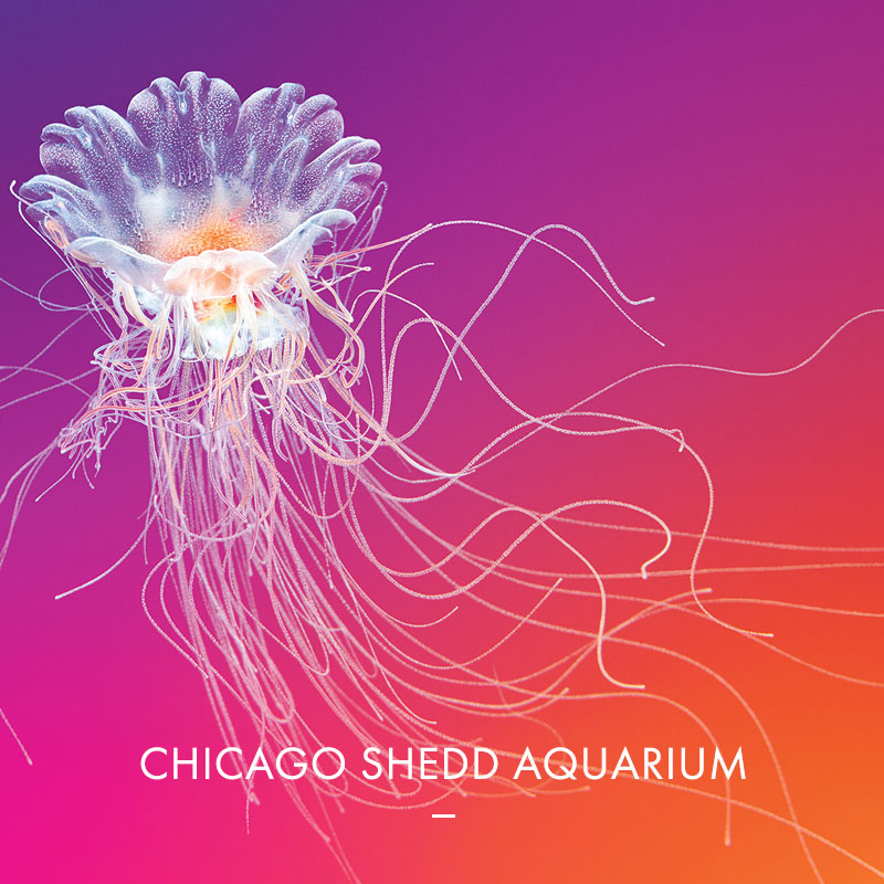 Shedd Aquarium Jellies