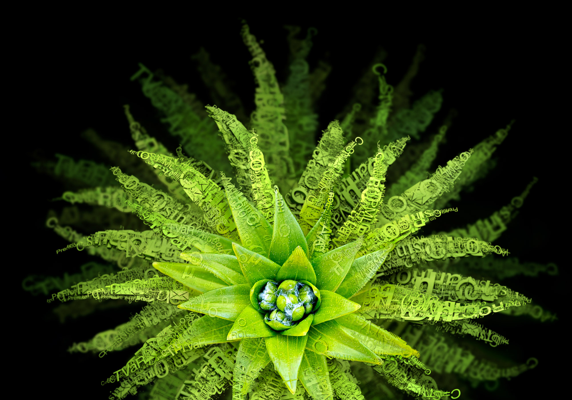 filtre_aonaloe2.jpg