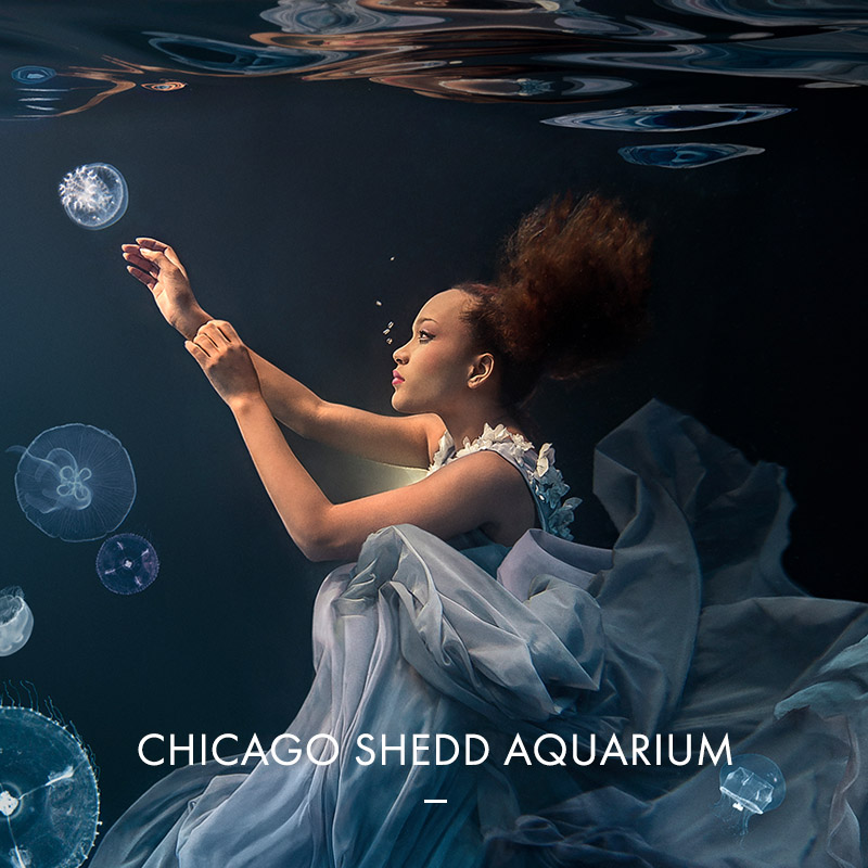 Shedd Aquarium Underwater Beauty