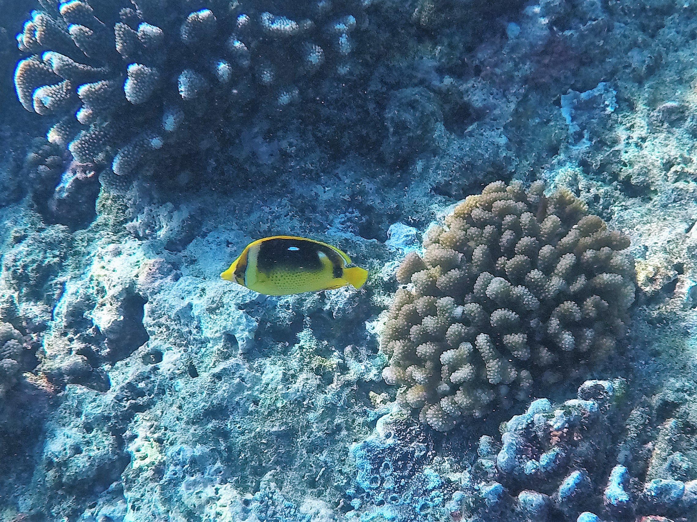 Dive 2.JPG