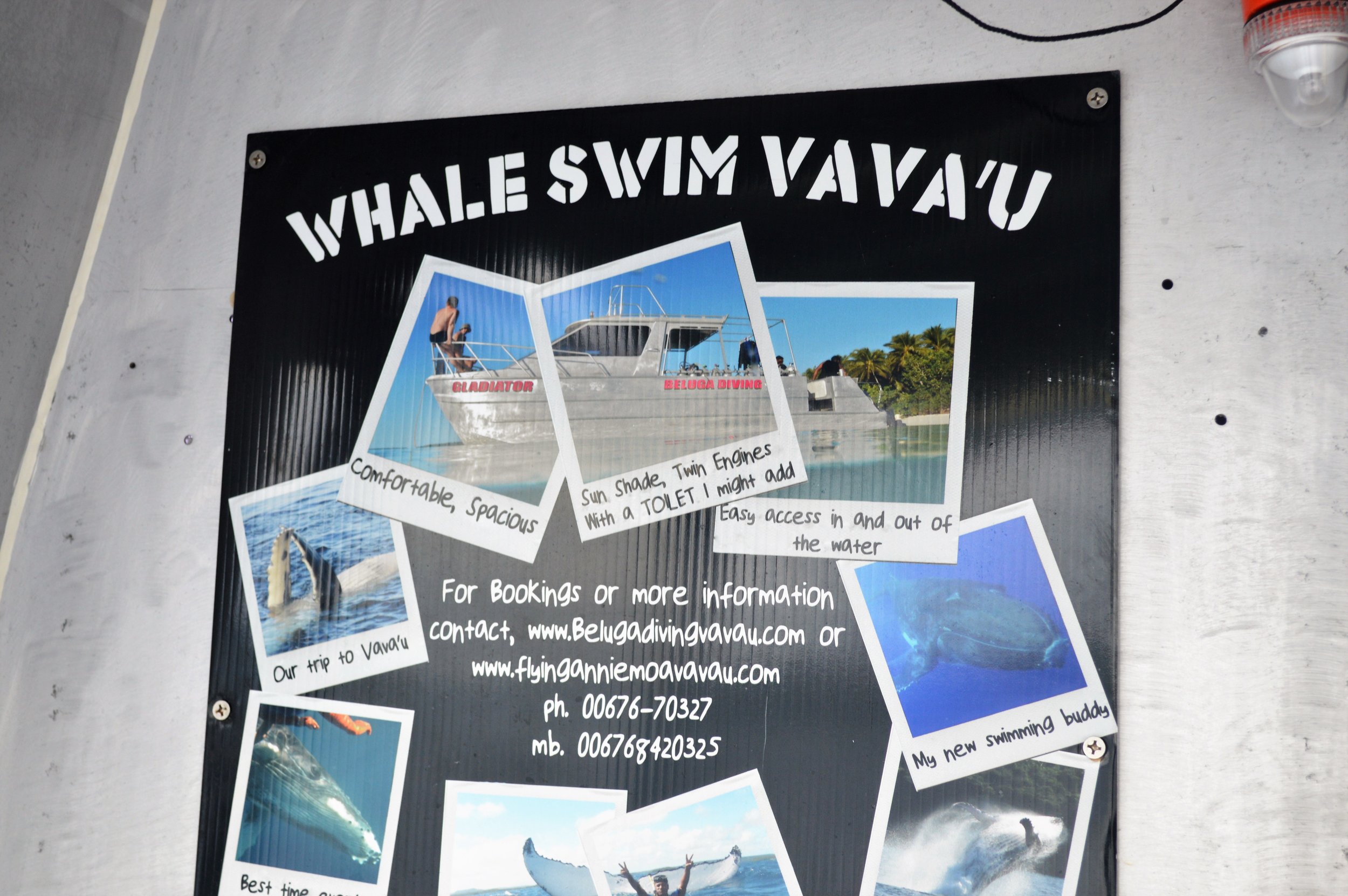 Whale Swim 018.JPG