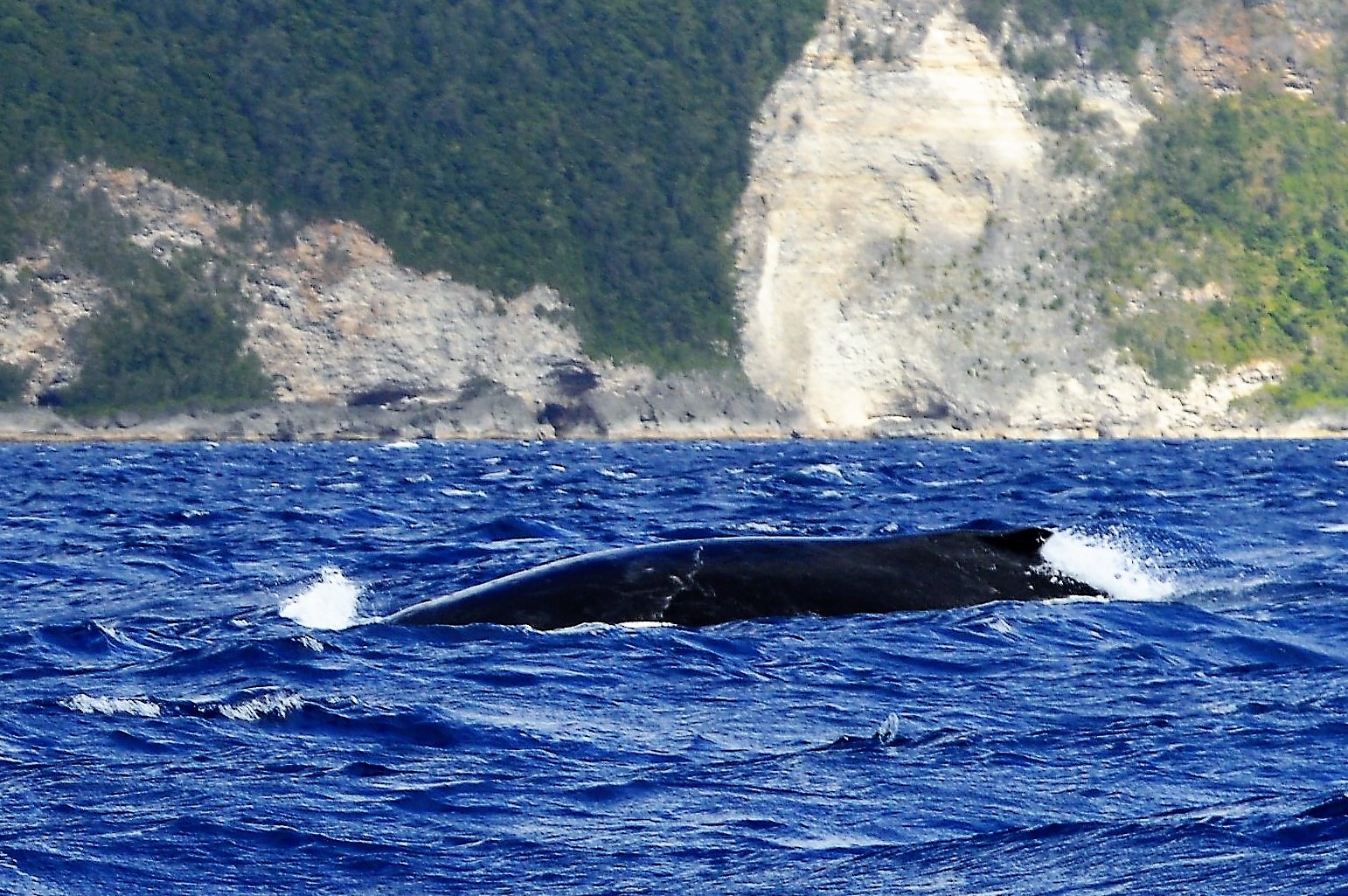 Whale Swim 070.JPG