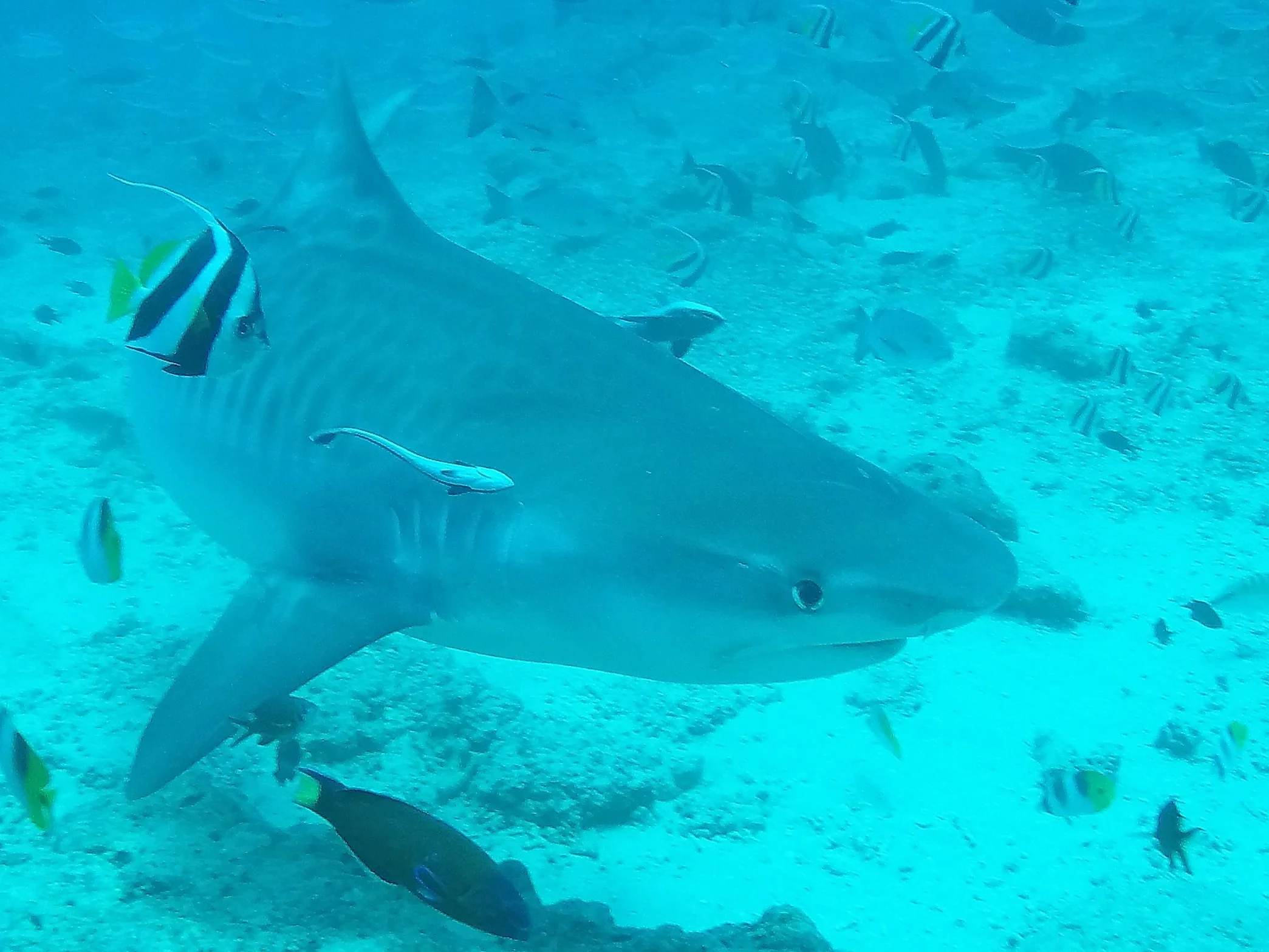 Fiji — Part 2: Diving in Beqa and Ono — The Astrolabe Reef