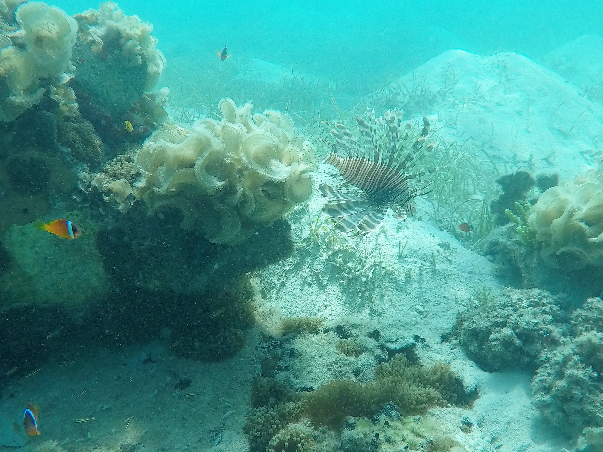 Fiji 3-16.JPG