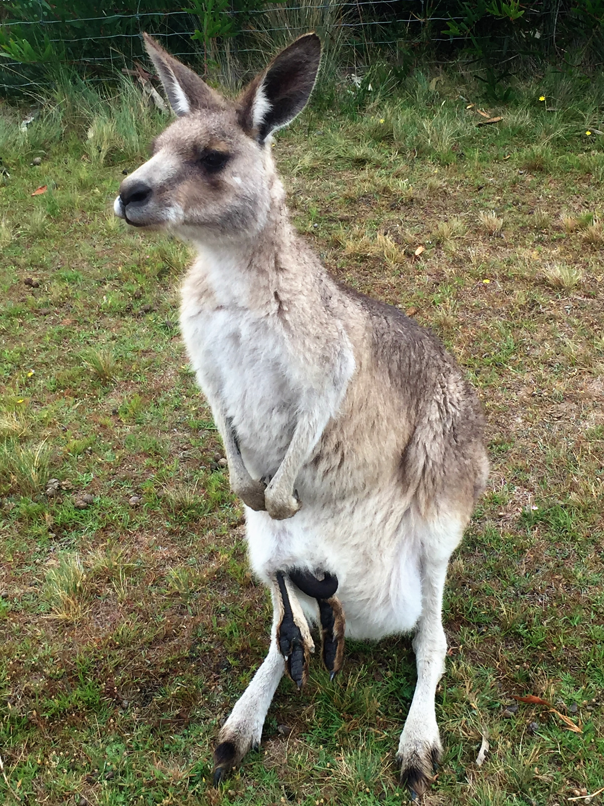 kangaroo.jpg