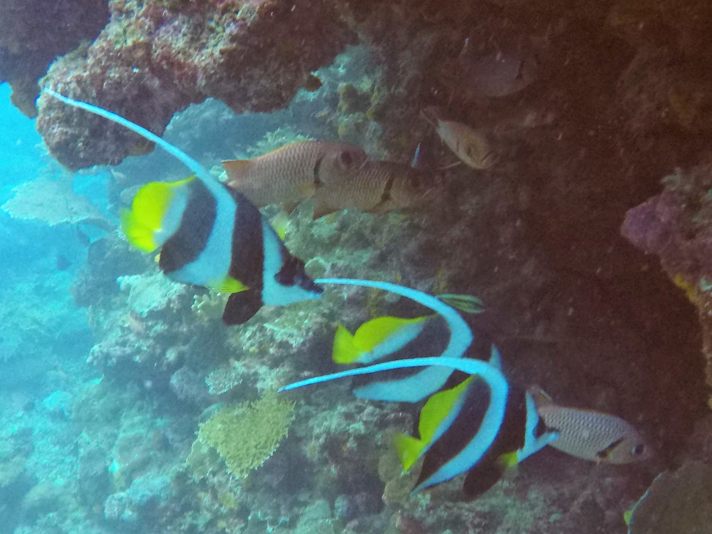 Vanuatu Dive 152.JPG