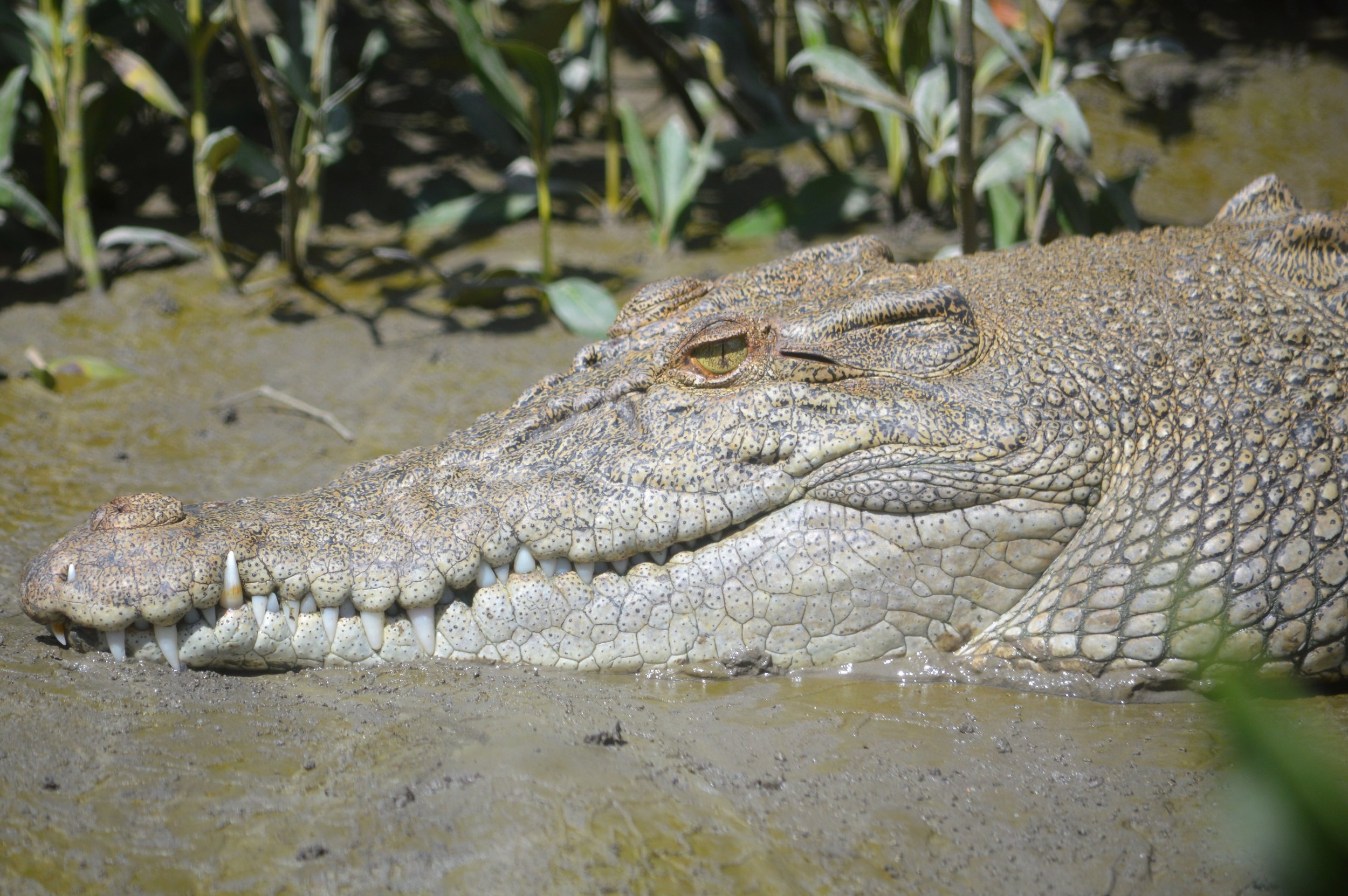 DSC_0527.JPG