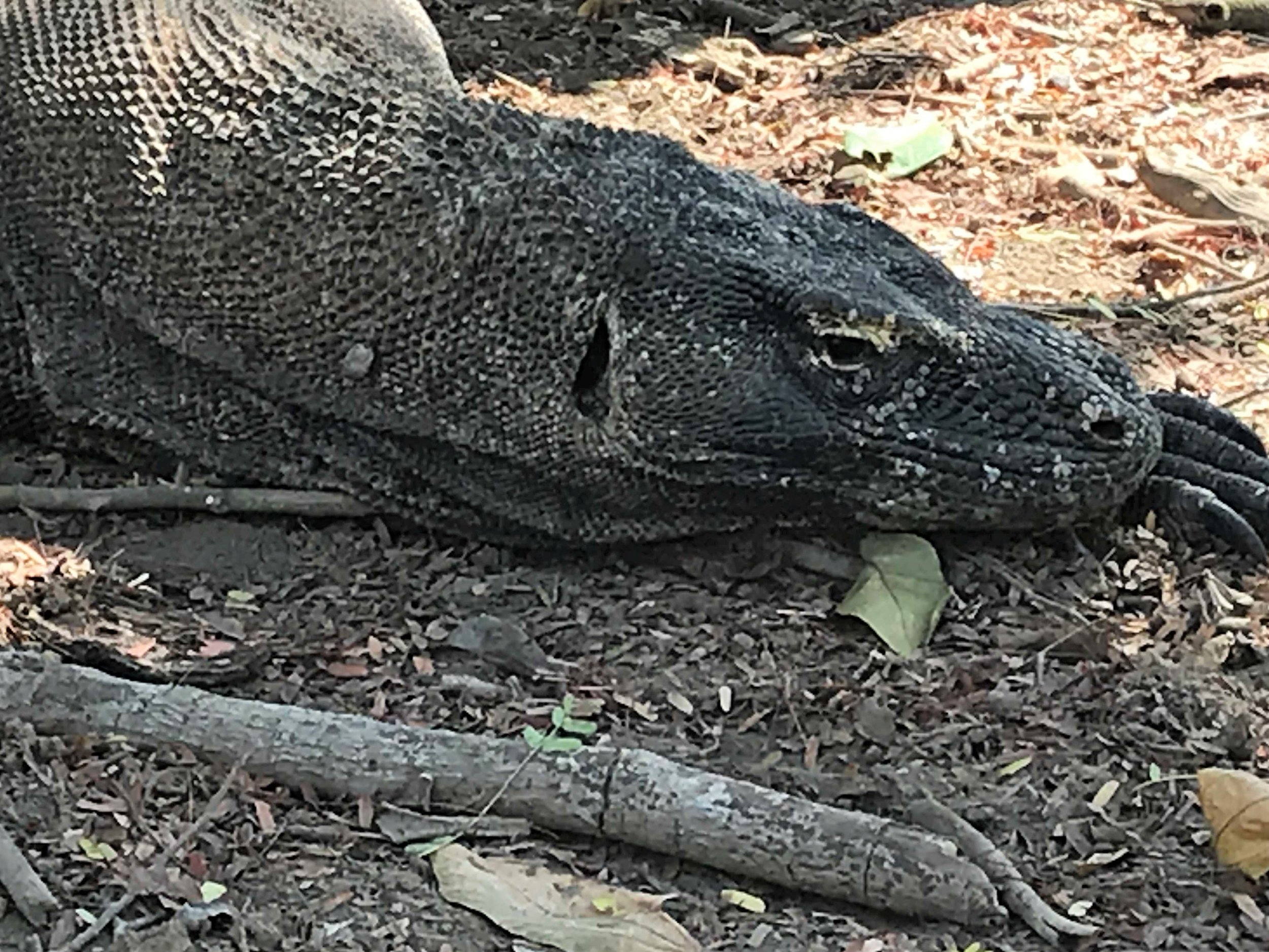 Komodo 2.jpg