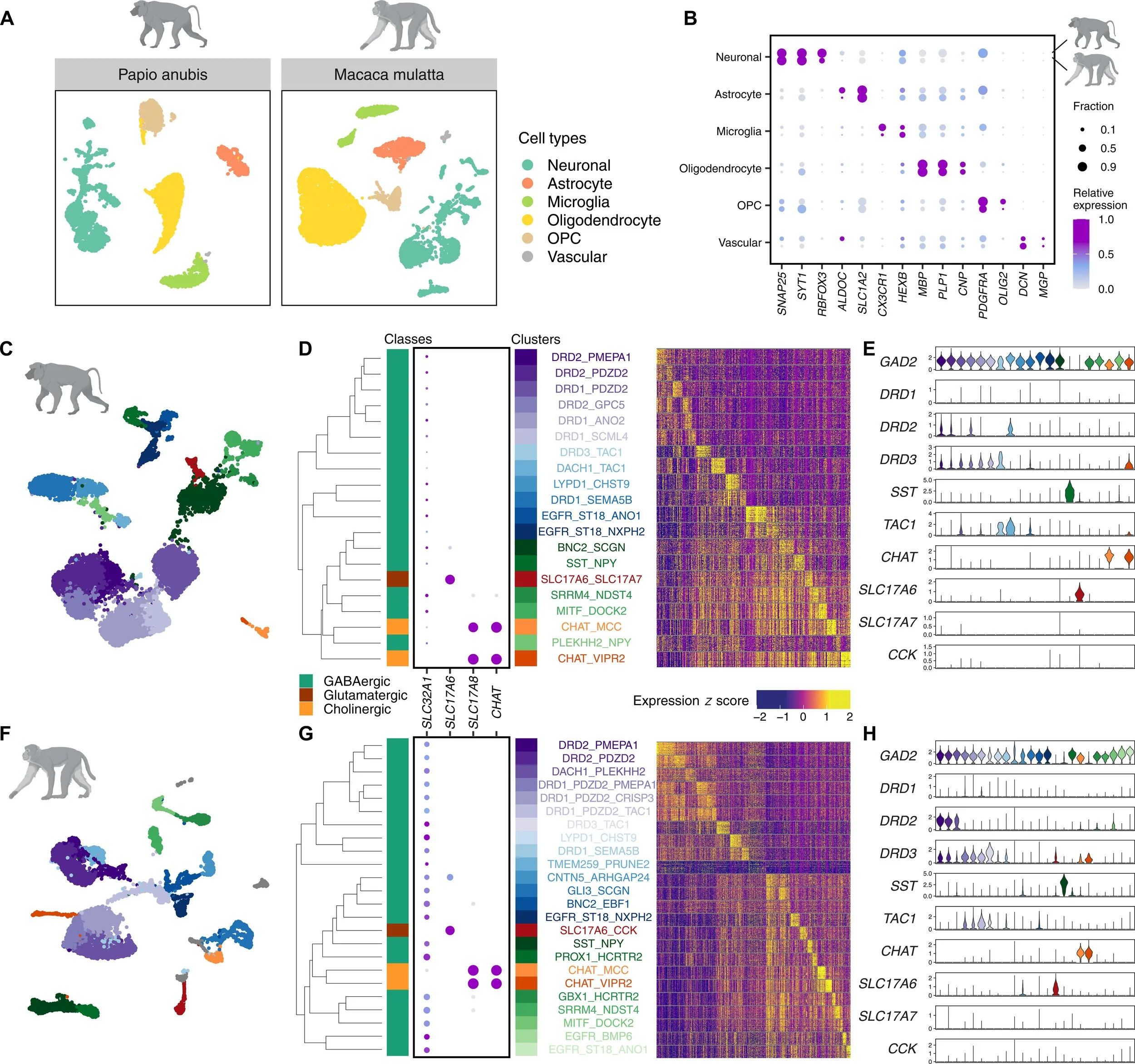 Atlases of the nonhuman primate VP are revealed by snRNA-seq