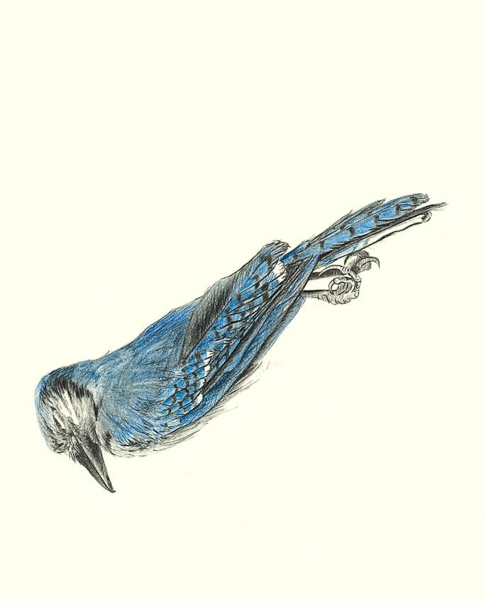 Blue Jay