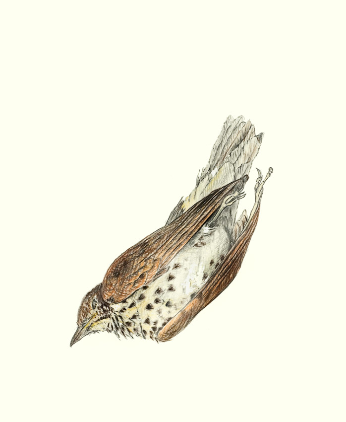 Wood Thrush