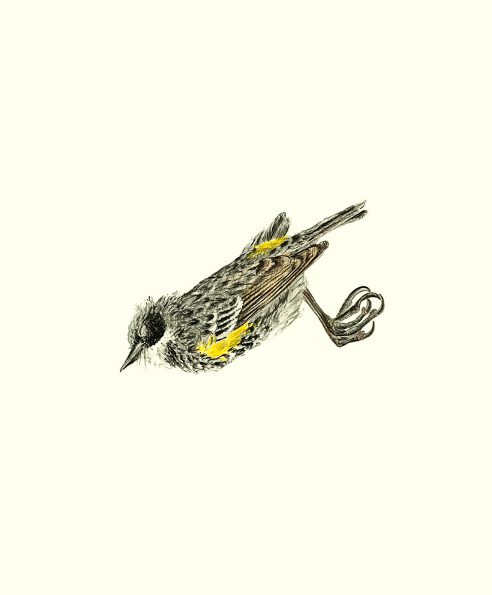 Yellow-rumped Warbler