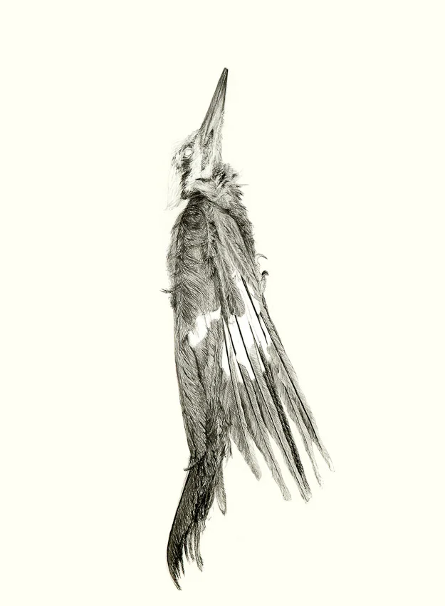 Pileated Woodpecker