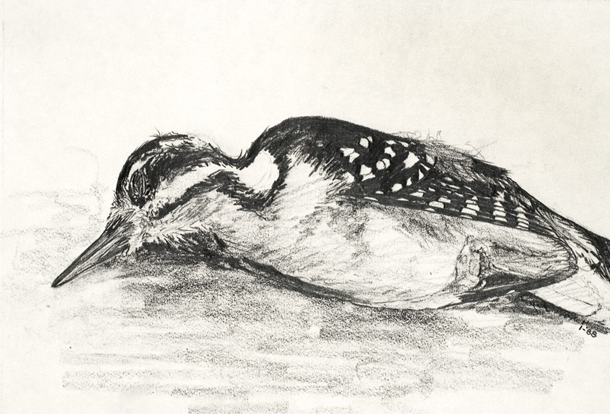 Hairy Woodpecker