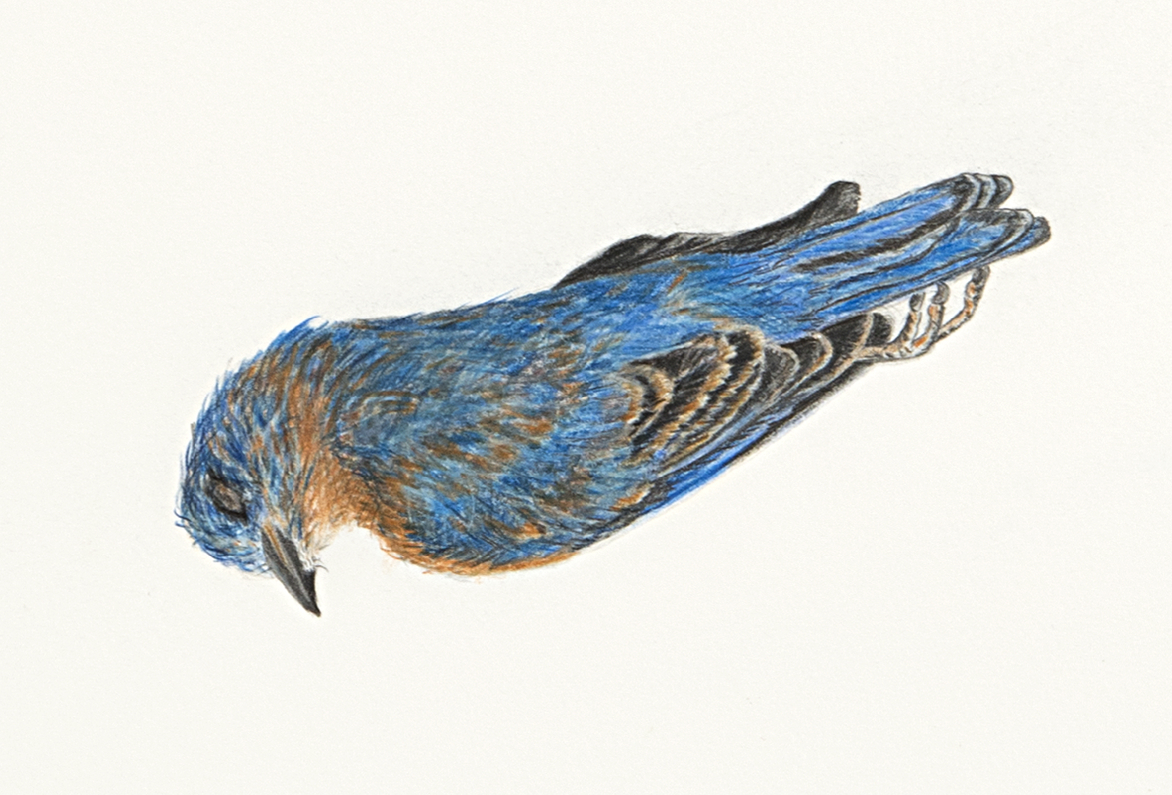 Eastern Bluebird