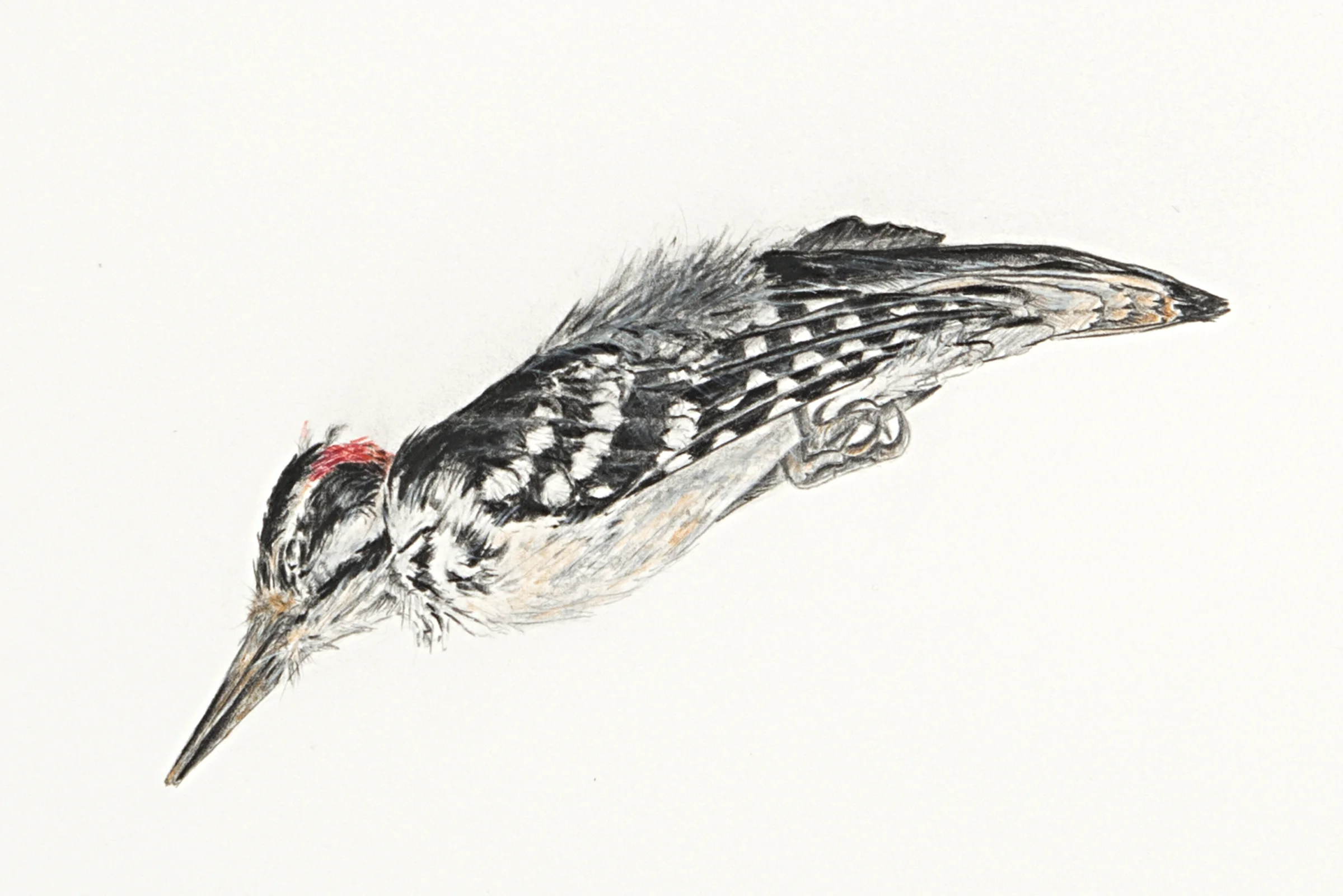 Hairy Woodpecker
