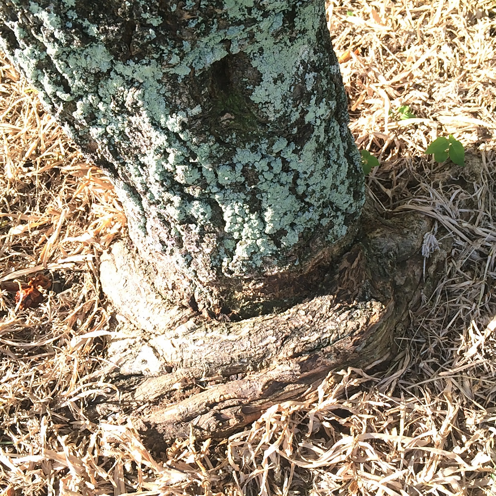 This tree has girdling roots visible at the base of the trunk.