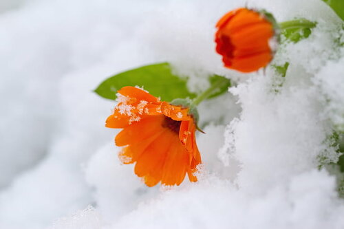 leaf-nature-flower-closeup-preview.jpg