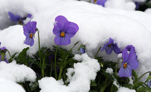 violets-in-snow1.jpg