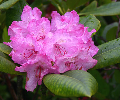 Rhododendron_macrophyllum052805_3.jpg
