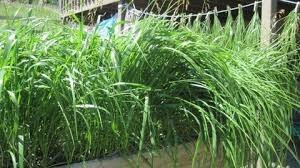 sweet grass.jpg