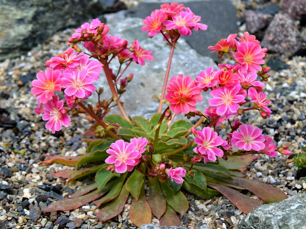 Lewisia-longipetala-Truckee-Lewisia1.jpg