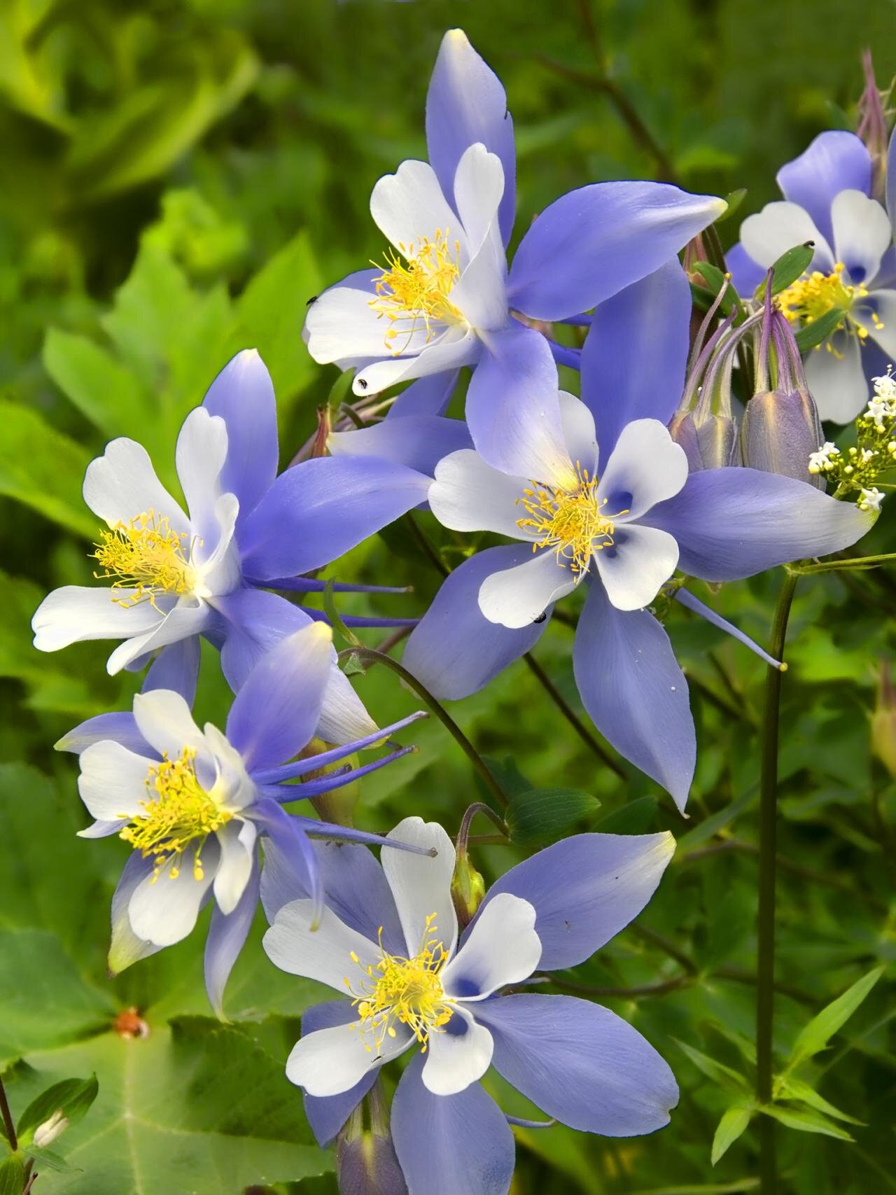 Blue columbine.jpeg