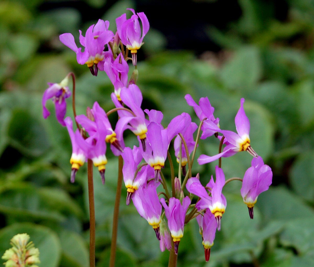 dodecatheon-pulchellum_2.jpeg