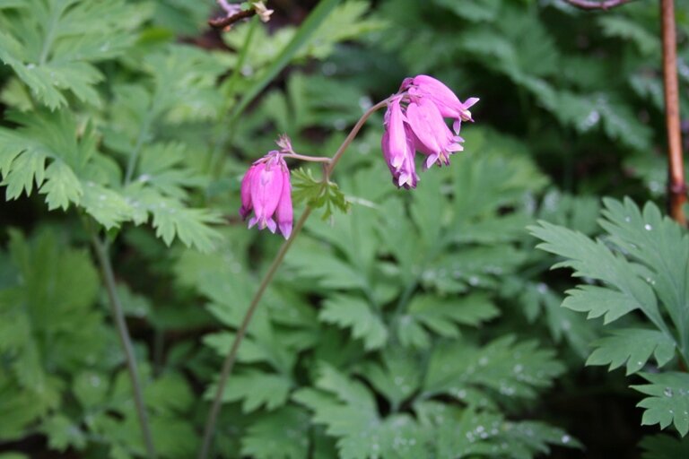 pacific-bleeding-heart-dicentra-formosa1.jpg