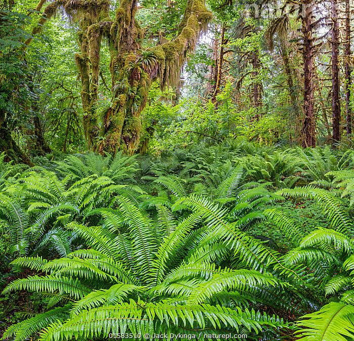 Sword fern.jpg