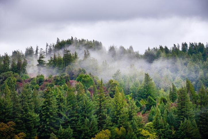 gettyimages-douglasfir.jpg