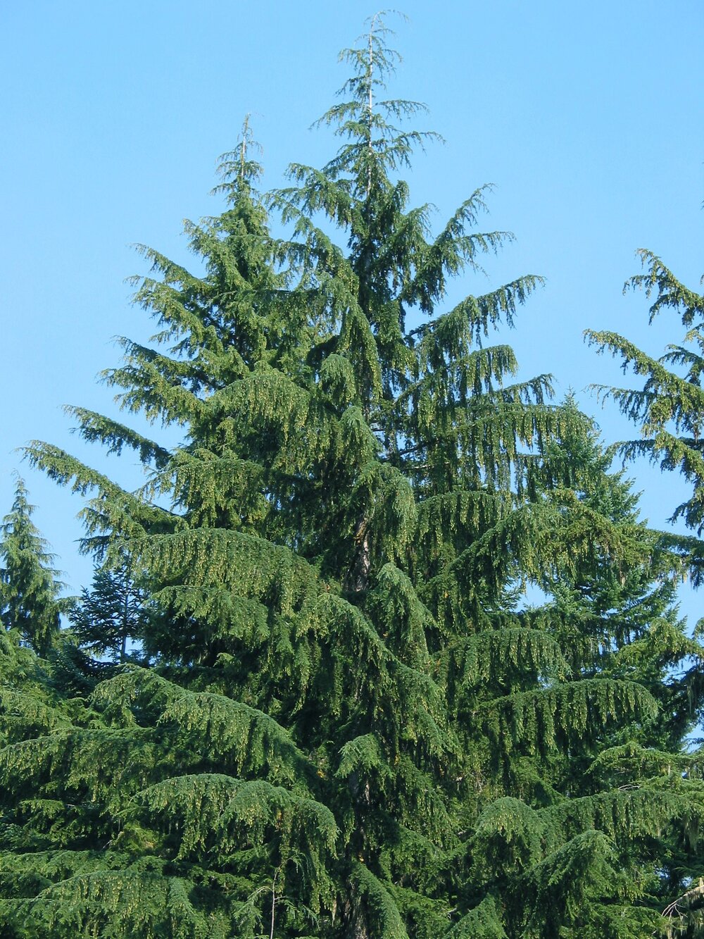 western hemlock.jpg