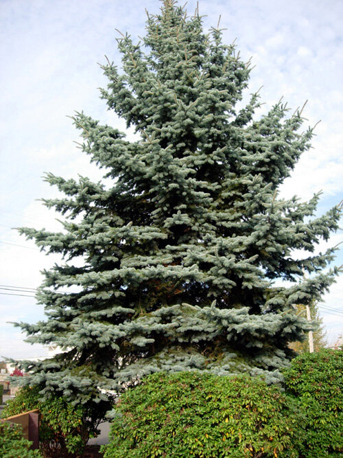 sitkasprucemature2full.jpg