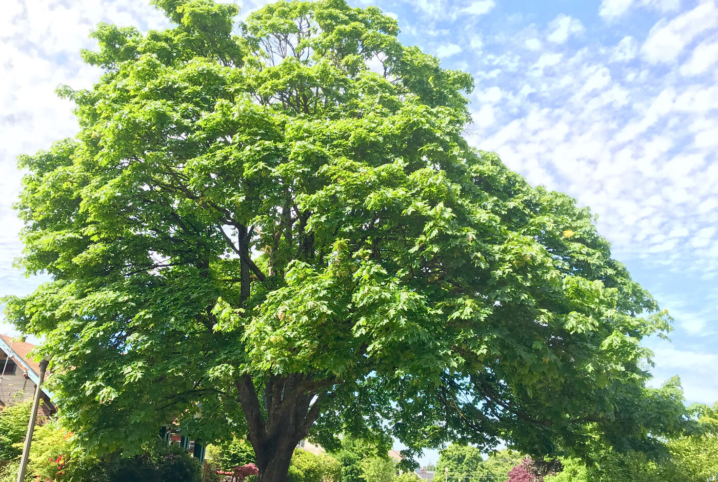 Bigleaf-Maple-North-Tacoma-Washington.jpg