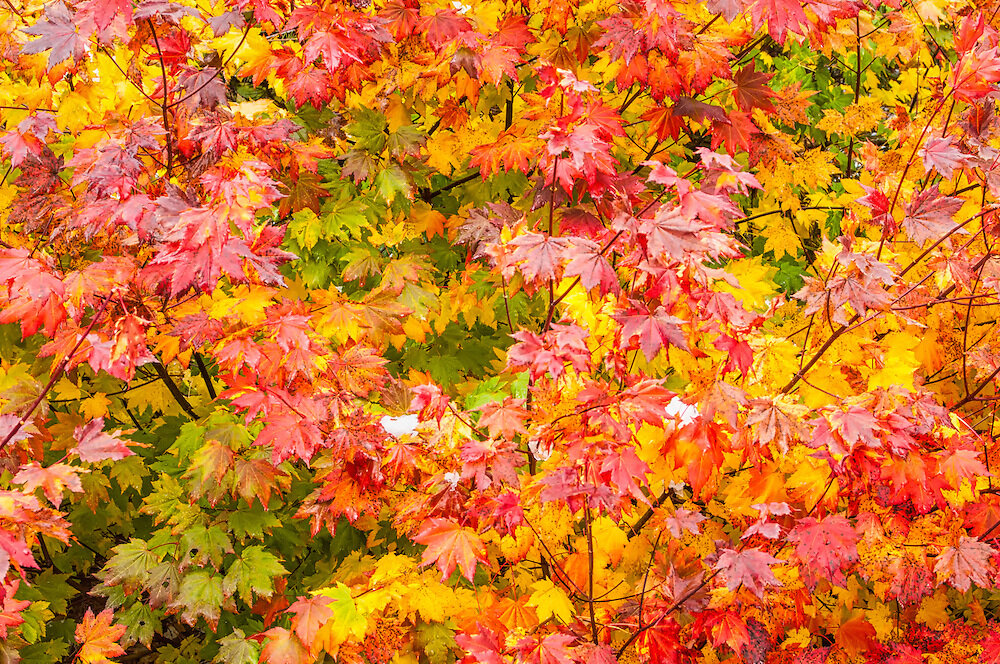 fall vine leaf maple.jpg