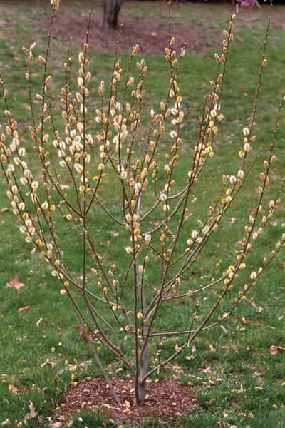 salix-discolor-pussy-willow.jpg