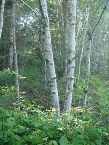 red alder.jpg