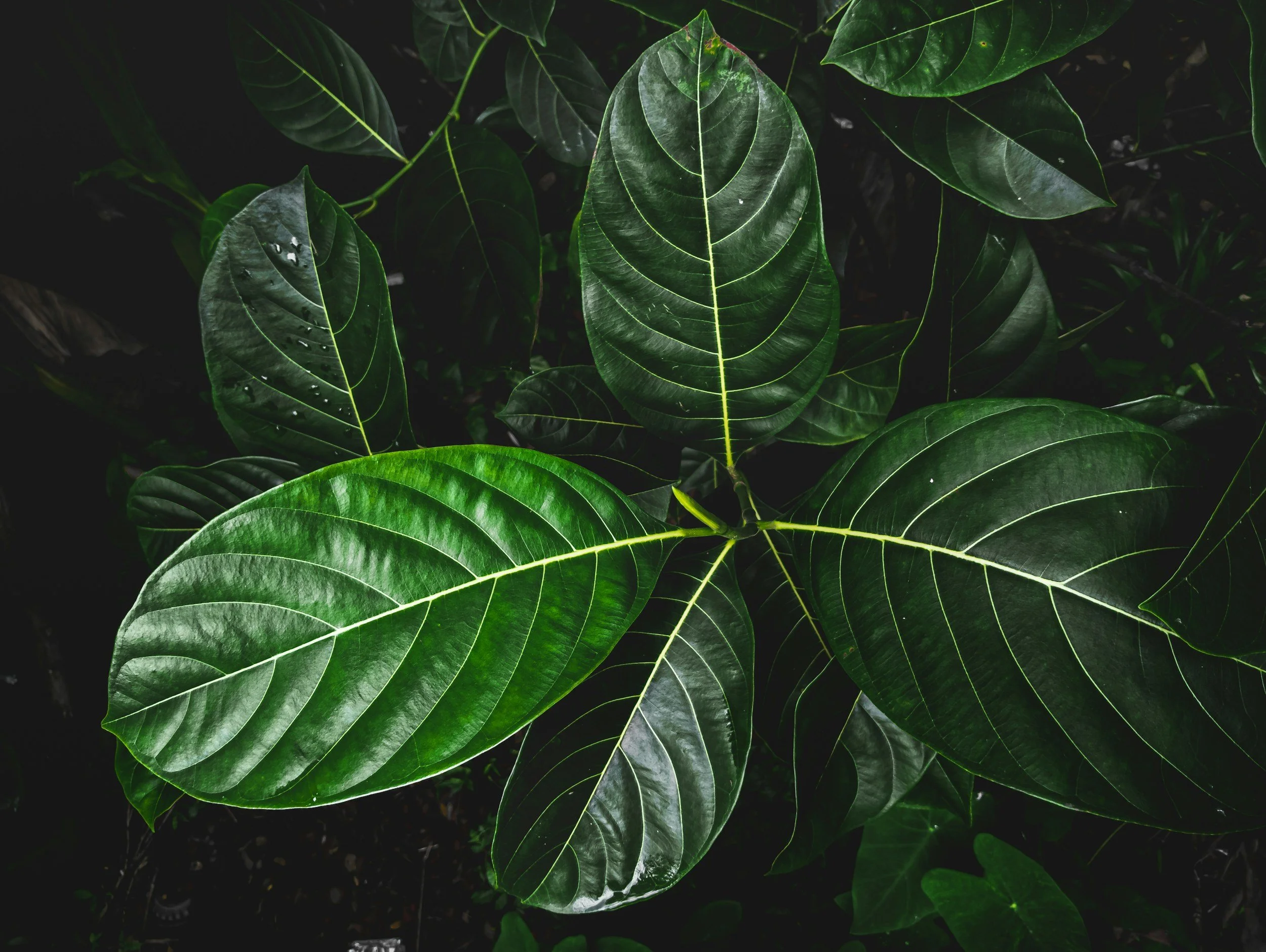 Close-up of dark green, glossy leaves with prominent yellow veins, some with water droplets, on a plant in low light.