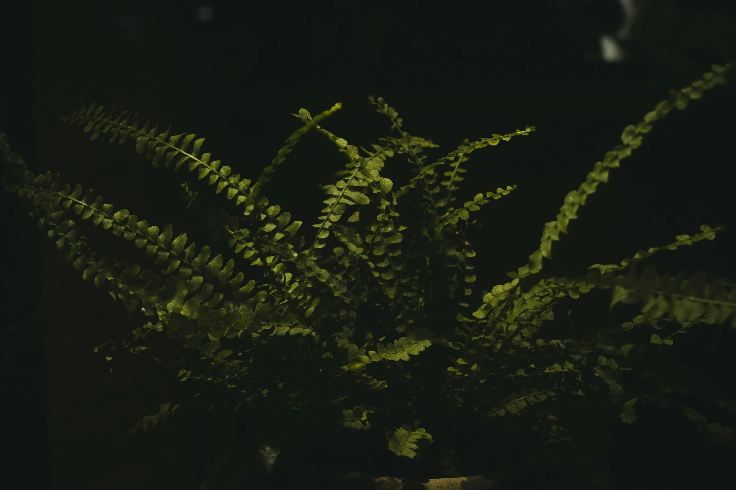 A lush, green fern plant with multiple fronds extending outward in a forest setting.