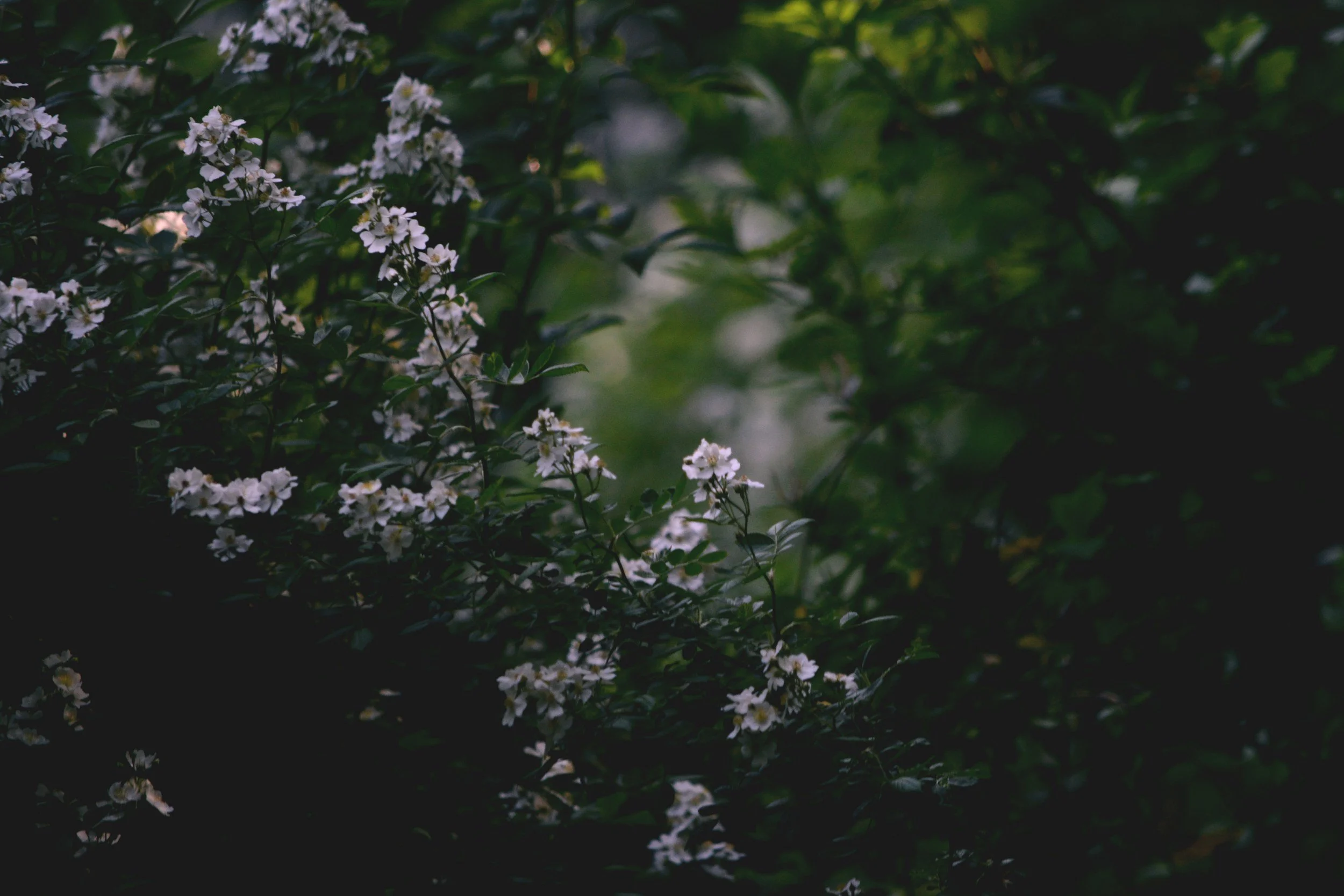 Darkened image of white flowers on green foliage, with a blurred background.