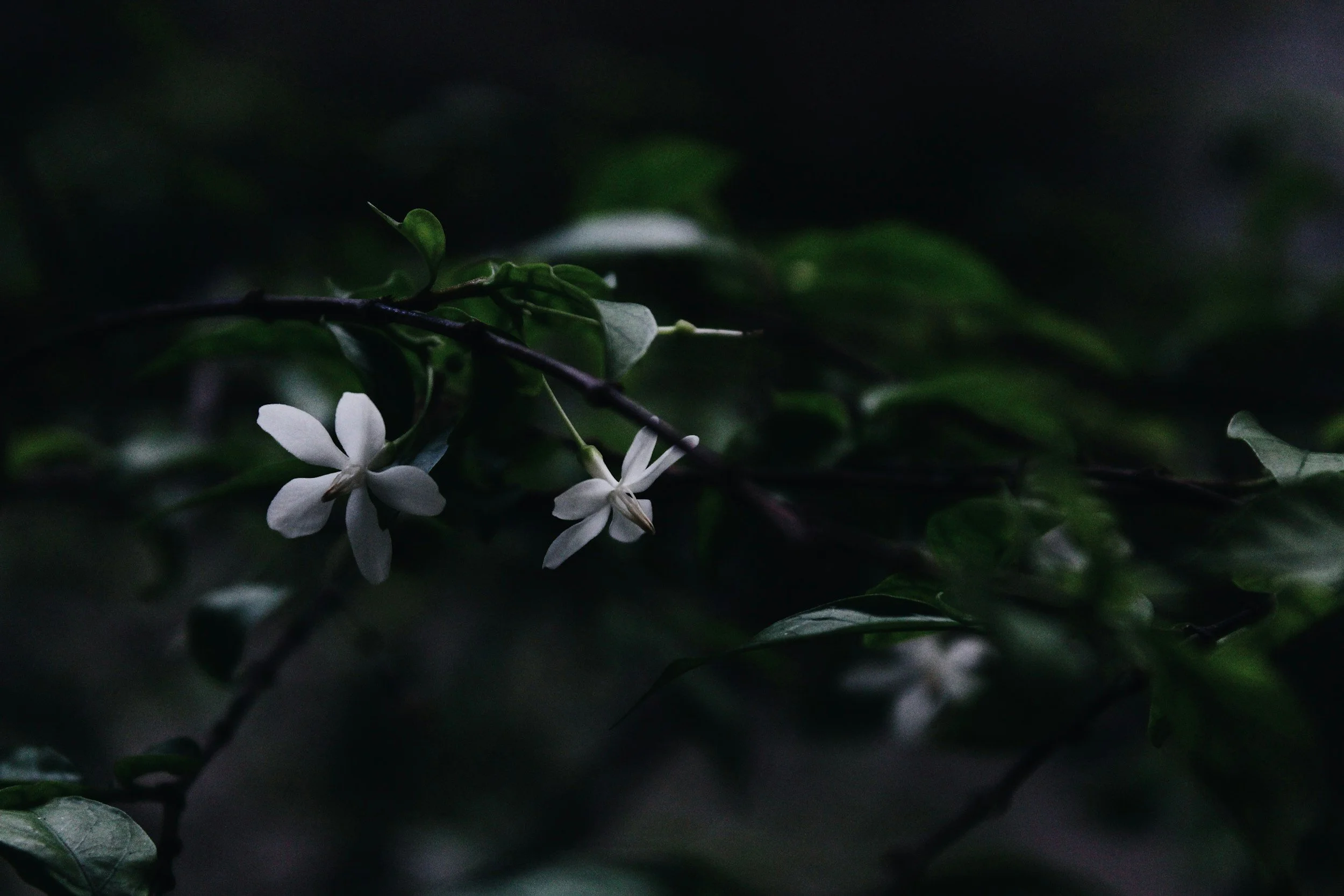 Dark background with a few white flowers and green leaves.