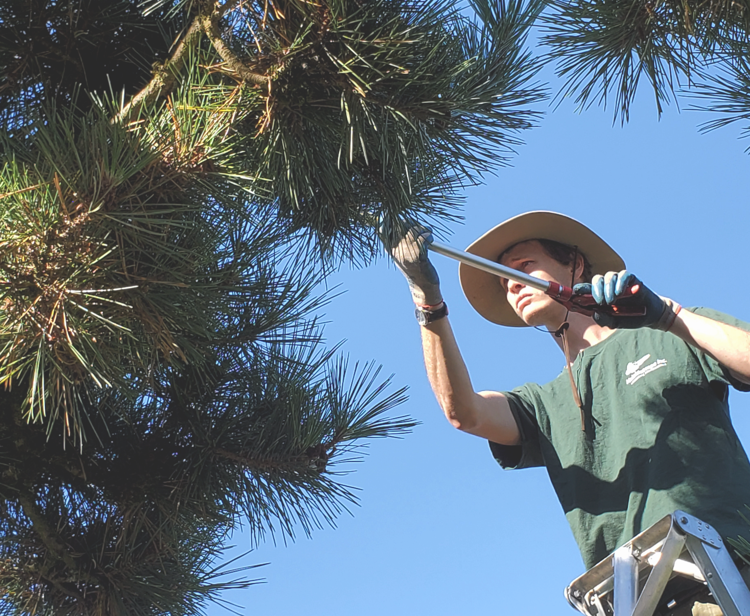 The Art and Science of Fine Pruning