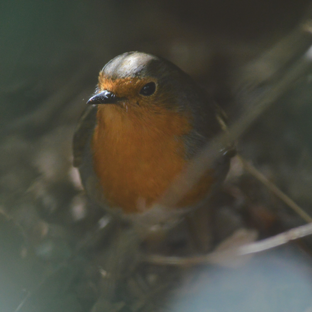 Why We Love Birds in Our Seattle Gardens