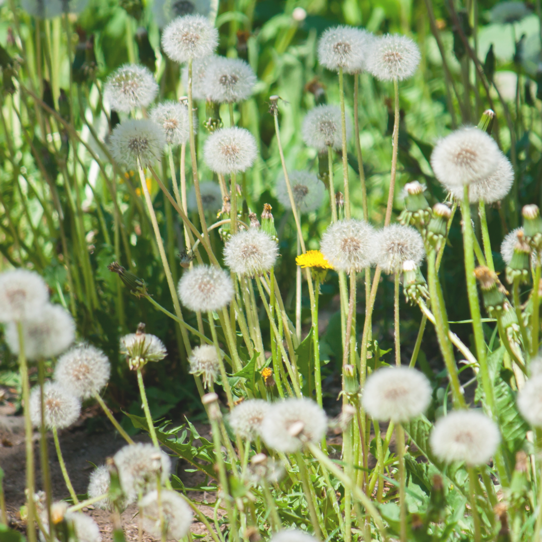 Rewilding (and Other Things We Tell Ourselves)
