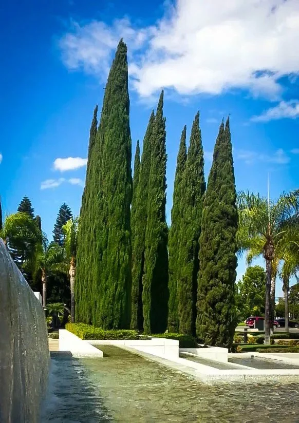blue-italian-cypress-2-jpg-webp.jpg