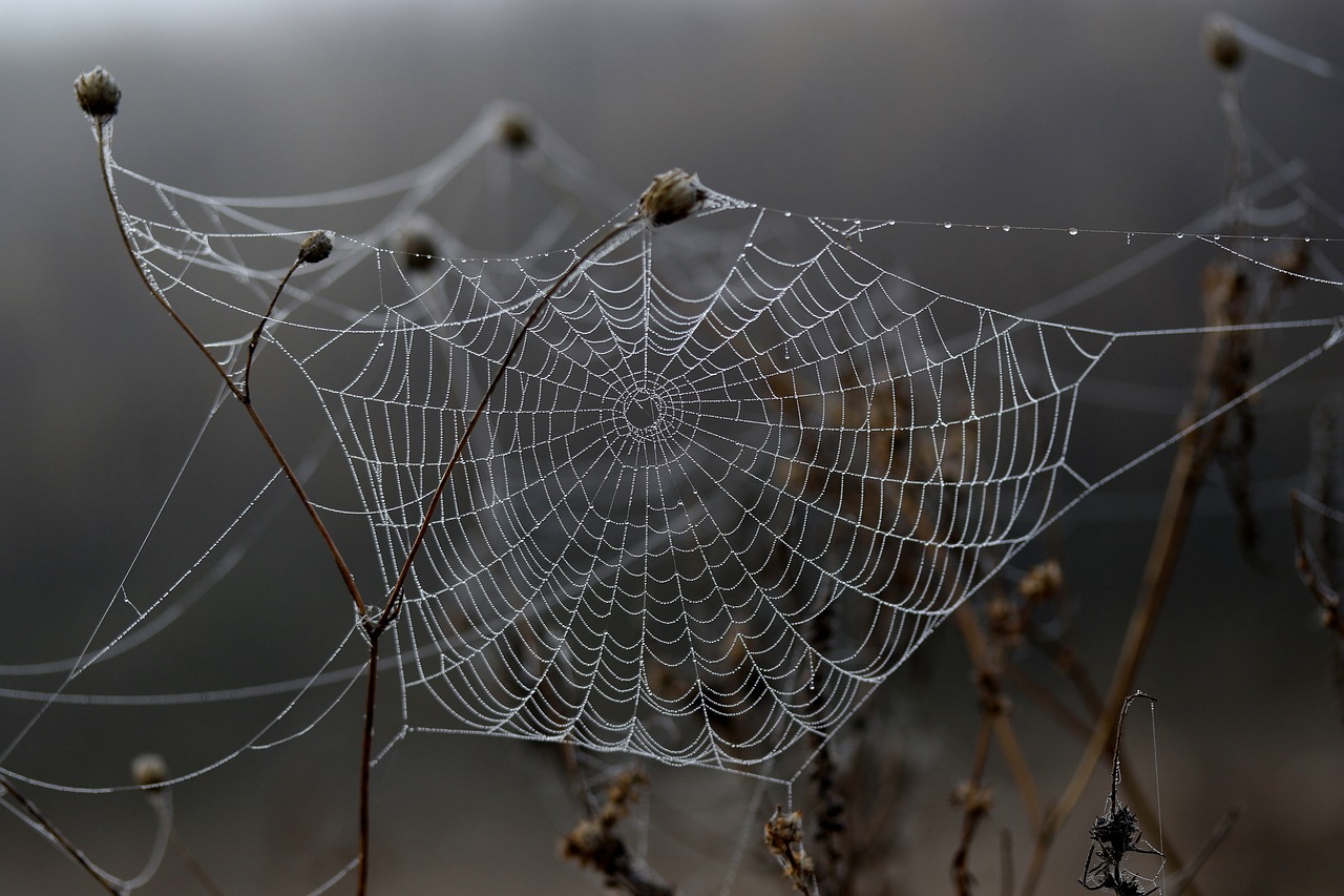 spider-web-3814555_12801.jpg