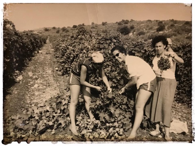 Kathy and friends picking grapes on a kibbutz in Israel.