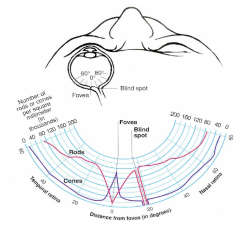 Rod Cone Distribution.png